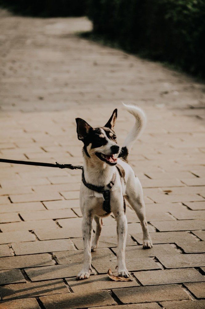 Dog being walked in a neighborhood